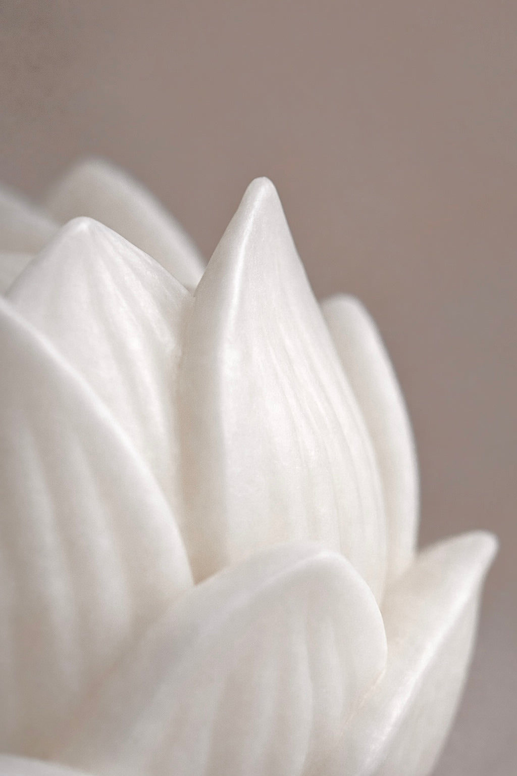Nelumbo