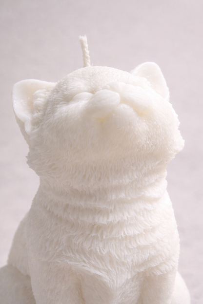 Felis
